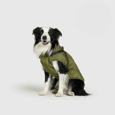 Pupshine- Inget vejr stopper jeres gåture